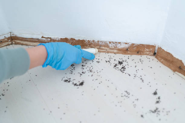 Best Ant Control Services  in Sanborn, IA